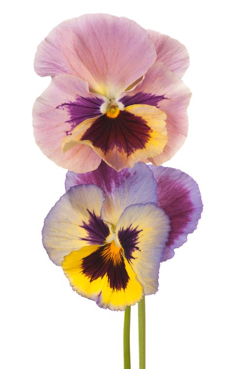 pansy Collage, Flora, Art, Flowers, Nature, Pansies Art, Colorful Flowers, Botanical, Vibrant Flower