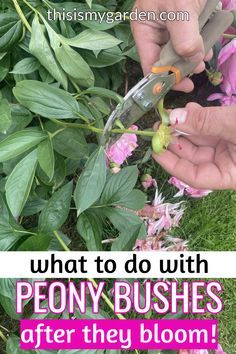 Planting Flowers, Gardening, Garden Care, How To Grow Peonies, Growing Peonies, Planting Peonies, Growing Flowers, Peony Fertilizer, Peony Care Tips