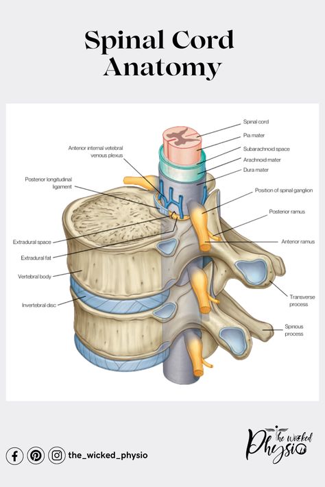Design, Spinal Cord Anatomy, Spinal Stenosis, Spinal Cord, Spinal Column, Spinal, Physio, Plexus Products, Radiology