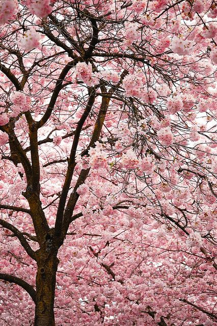 I don't know where I will put cherry trees in my place but I'll find some place for it.  I have a couple of favorite plants and these are on the list. Nature, Floral, Dao, Beautiful, Bunga, Sakura, Daun, Fotografia, Flores