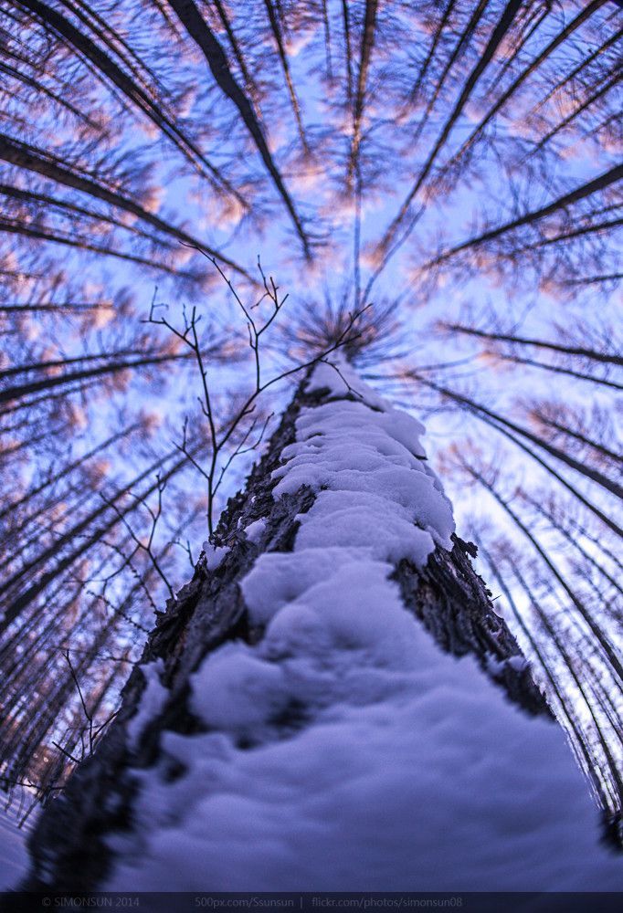 the top of a tall tree covered in snow