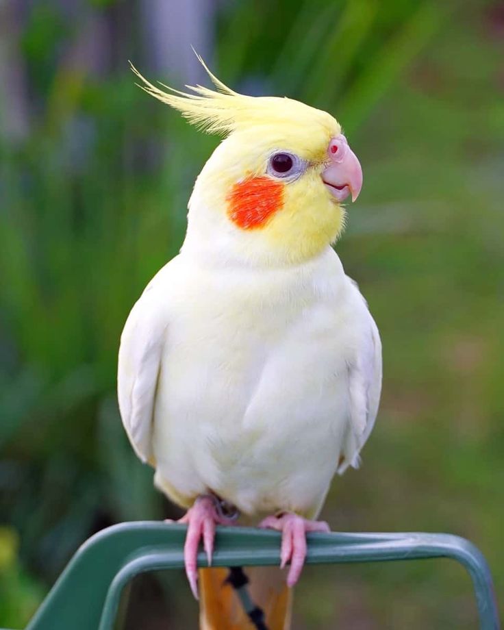 a yellow and white bird sitting on top of a green chair