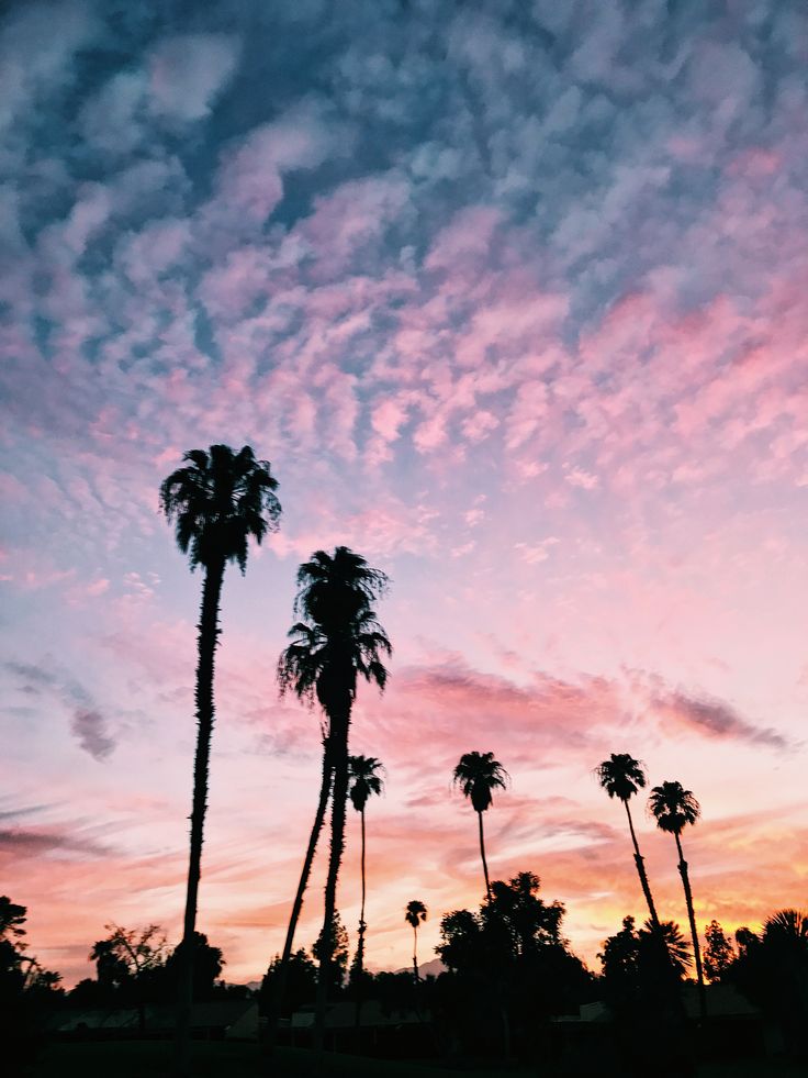 palm trees are silhouetted against a pink and blue sky