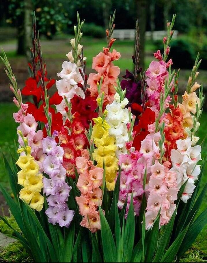 colorful gladiolus flowers in a pot on the ground with green grass and trees behind them
