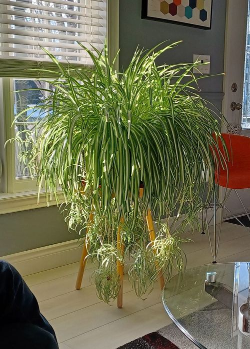 a houseplant sitting on top of a glass table