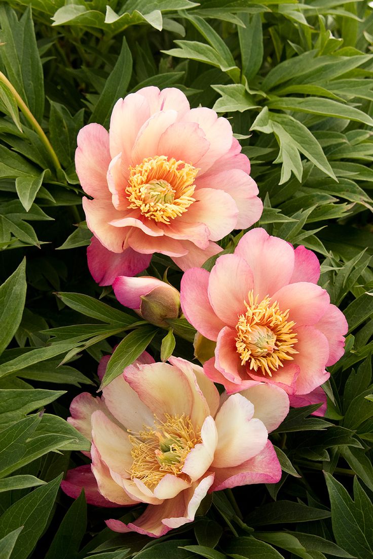 three pink flowers with green leaves in the background