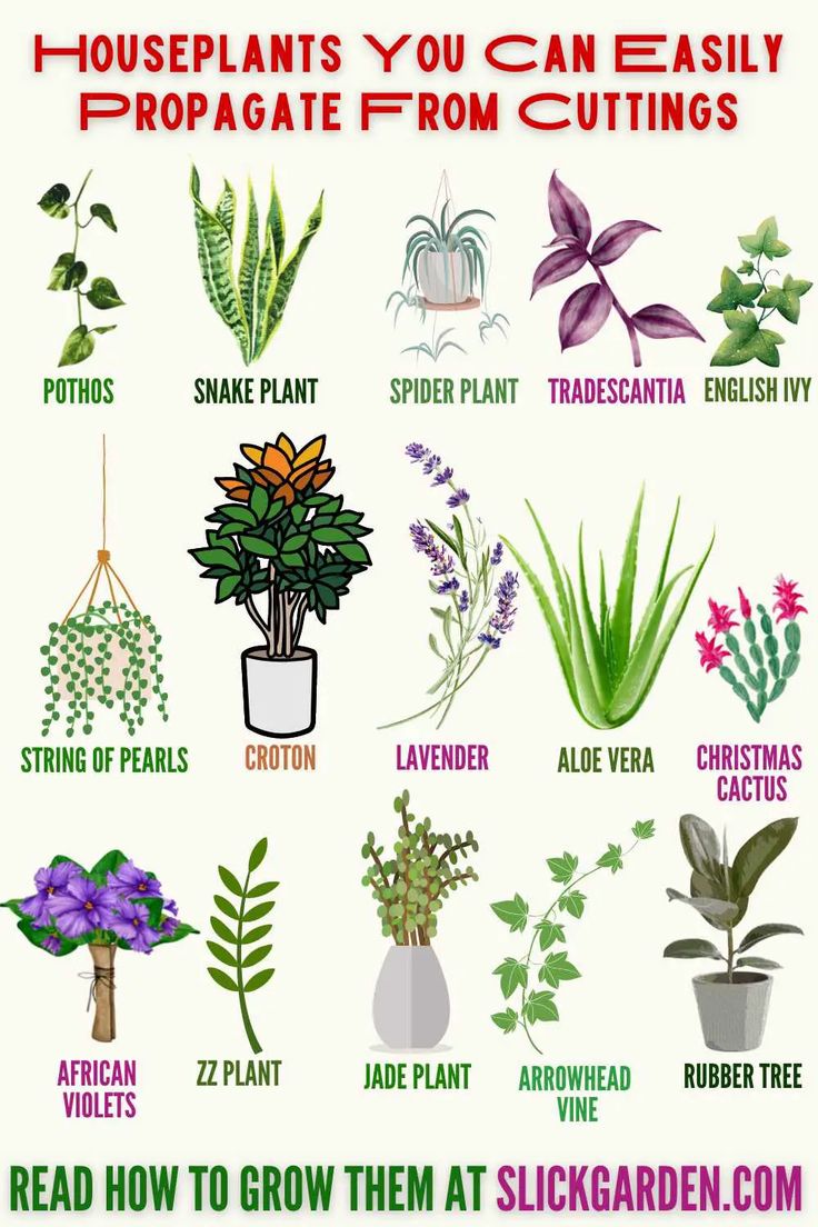 the houseplants you can easily propagate from cuttings are shown here