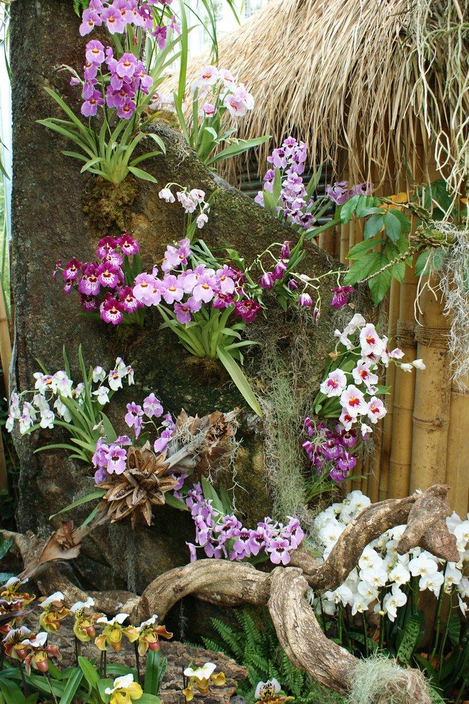 an assortment of orchids and other plants in a garden area next to a tree