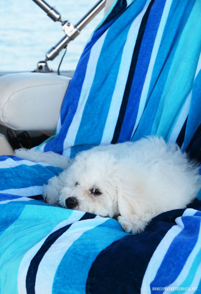 a small white dog laying on top of a blue and white striped blanket in the back of a boat