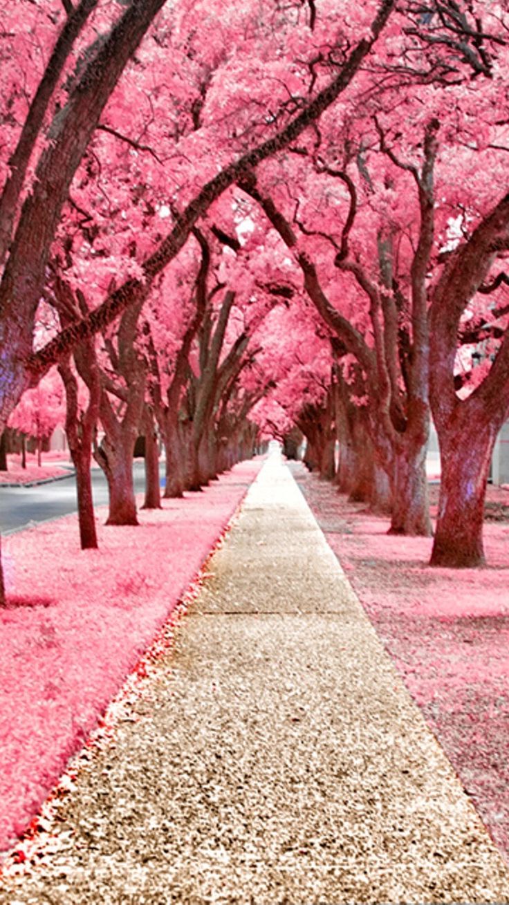 a pathway lined with trees covered in pink flowers next to a street filled with red leaves
