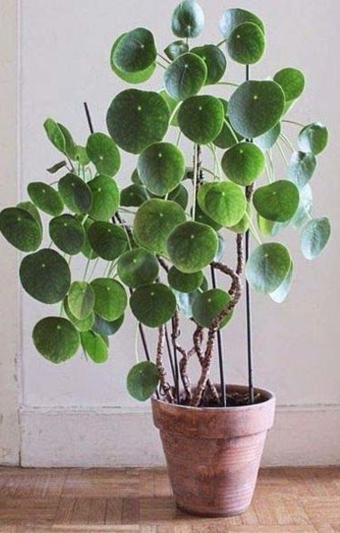 a potted plant with lots of green leaves on it's top is shown in front of a white wall