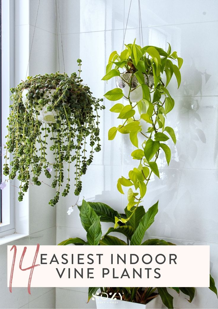 indoor vine plants hanging from the ceiling in front of a window with text overlay that reads, easyest indoor vine plants