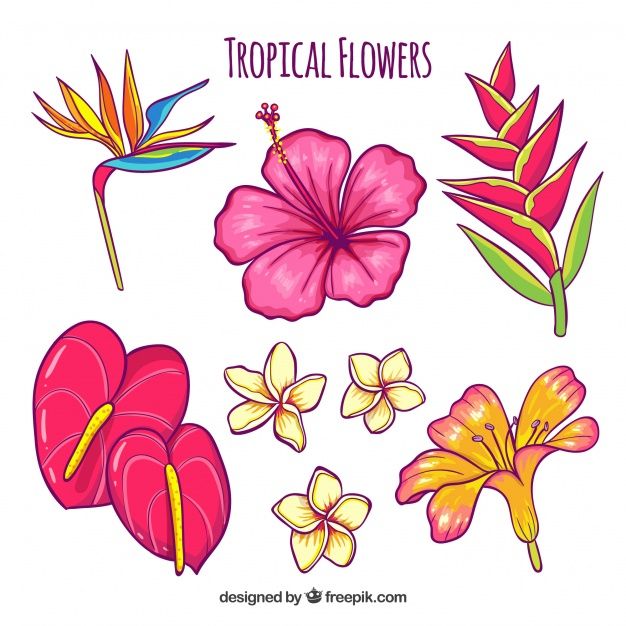 tropical flowers with different colors and shapes