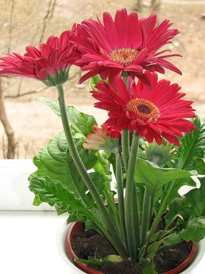 red flowers in a pot on a window sill