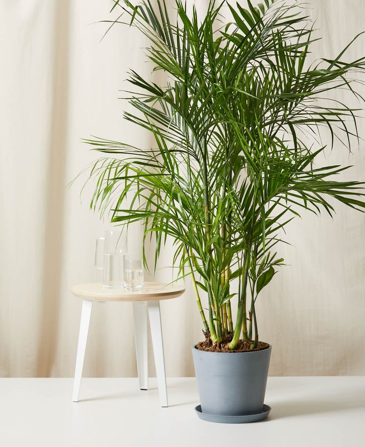a potted plant sitting on top of a white table next to a glass vase