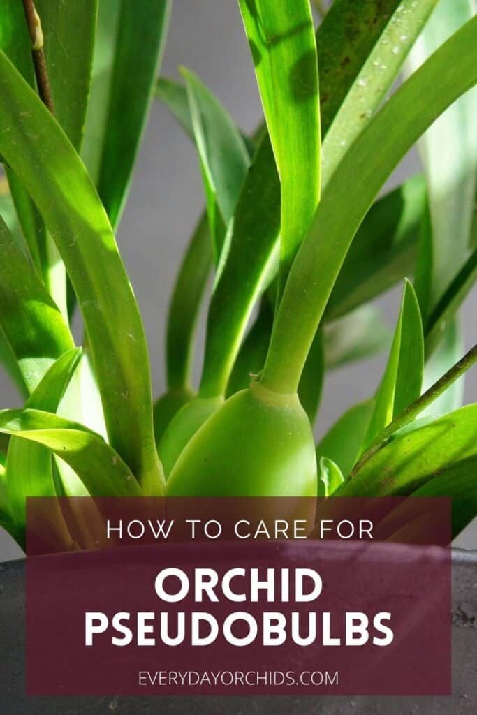 a potted plant with the words how to care for orchid pedubulbs