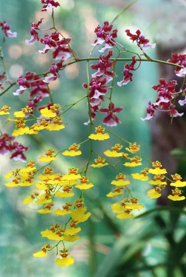 yellow and red flowers are in the foreground with blurry trees in the background