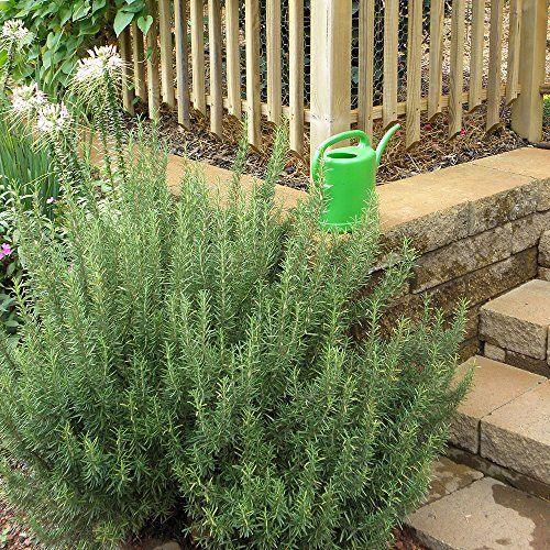 a green watering can sitting in the middle of a garden next to steps and bushes