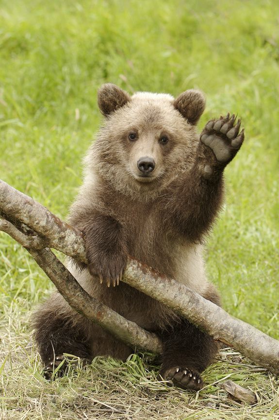 a brown bear sitting on its hind legs holding a tree branch in it's paws
