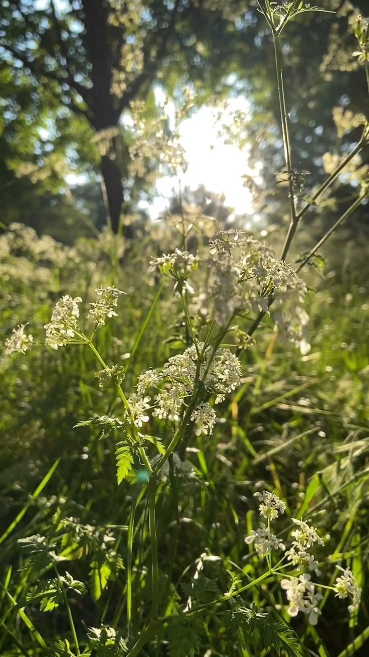 the sun shines through the trees and grass in the field with wildflowers