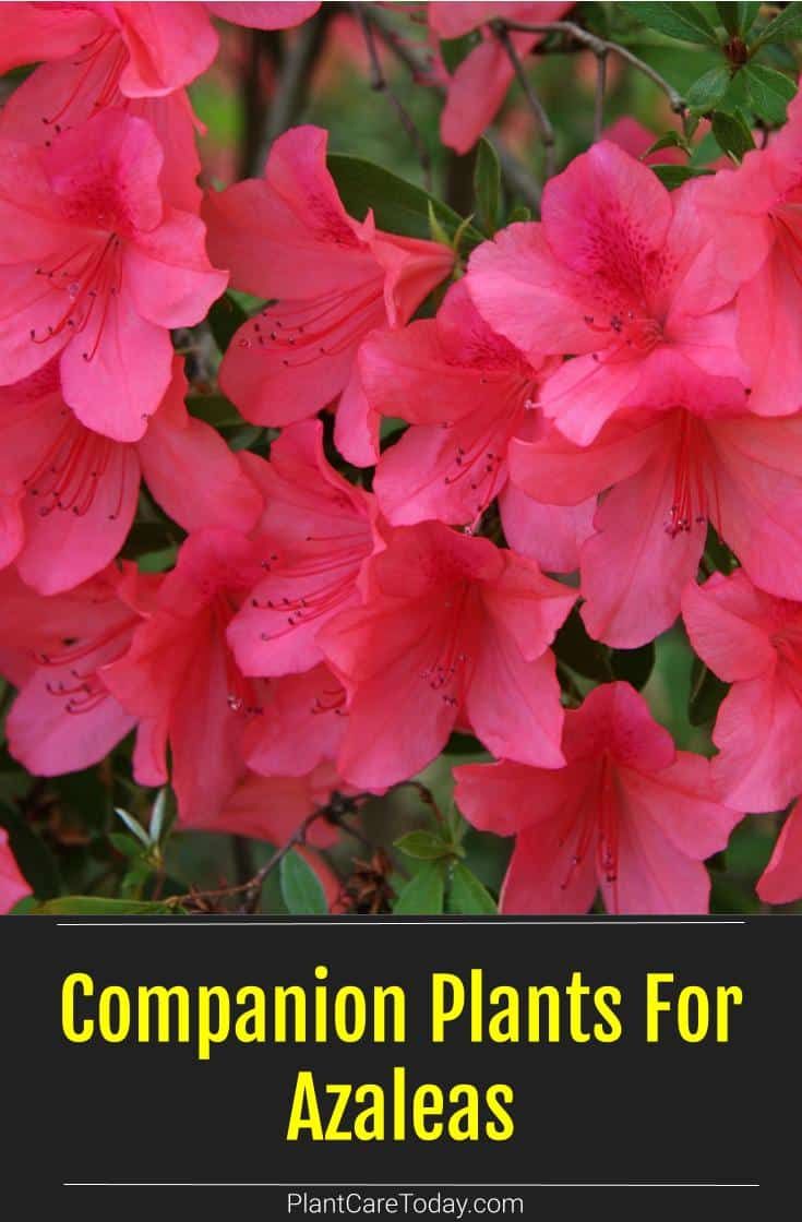 pink flowers with the words companion plants for azaleas