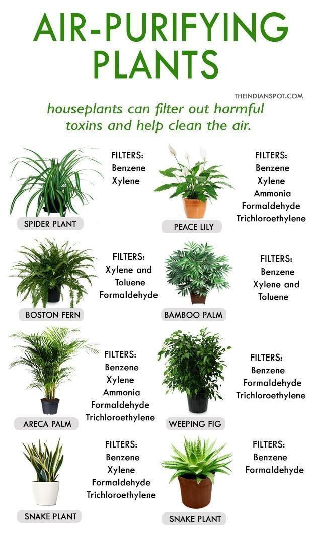 the houseplants can help clean air