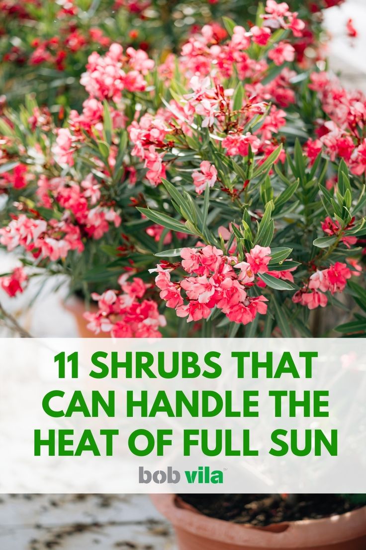 red flowers with text overlay that reads 11 shrubs that can handle the heat of full sun