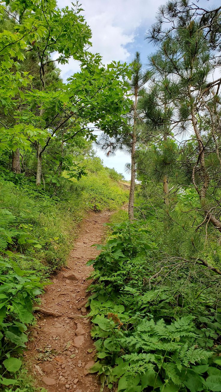 a dirt path in the woods with lots of green plants and trees on both sides