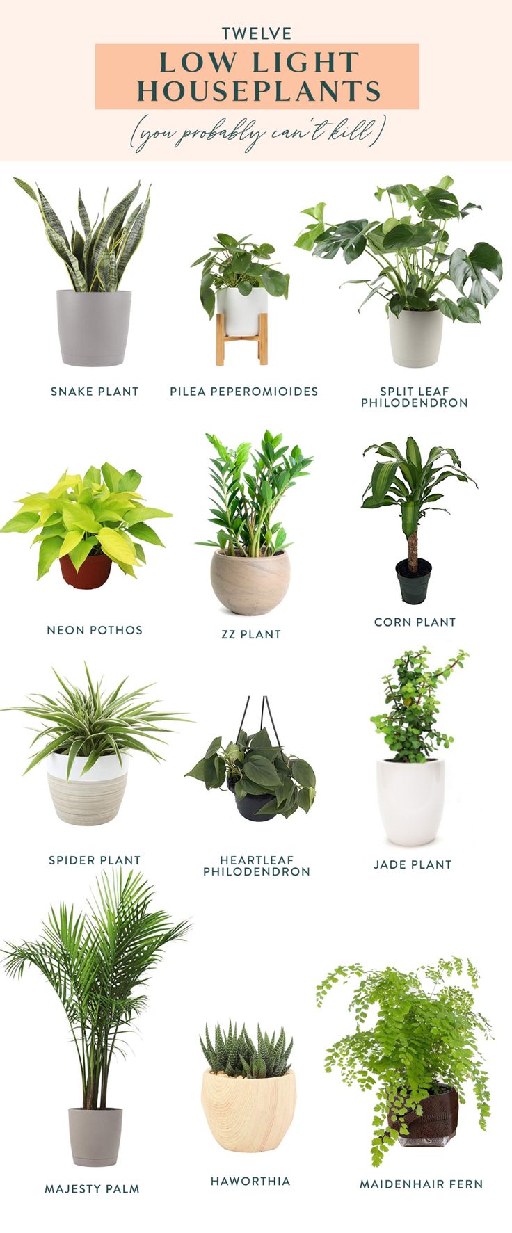 the different types of house plants in pots