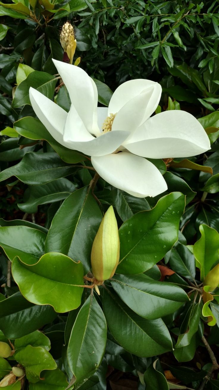 a large white flower with green leaves around it