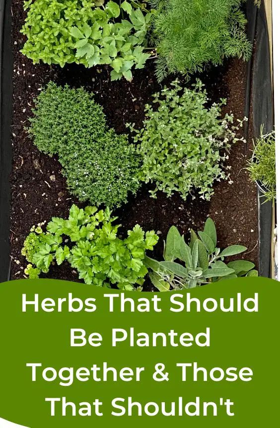 herbs that should be planted together and those that shouldn't