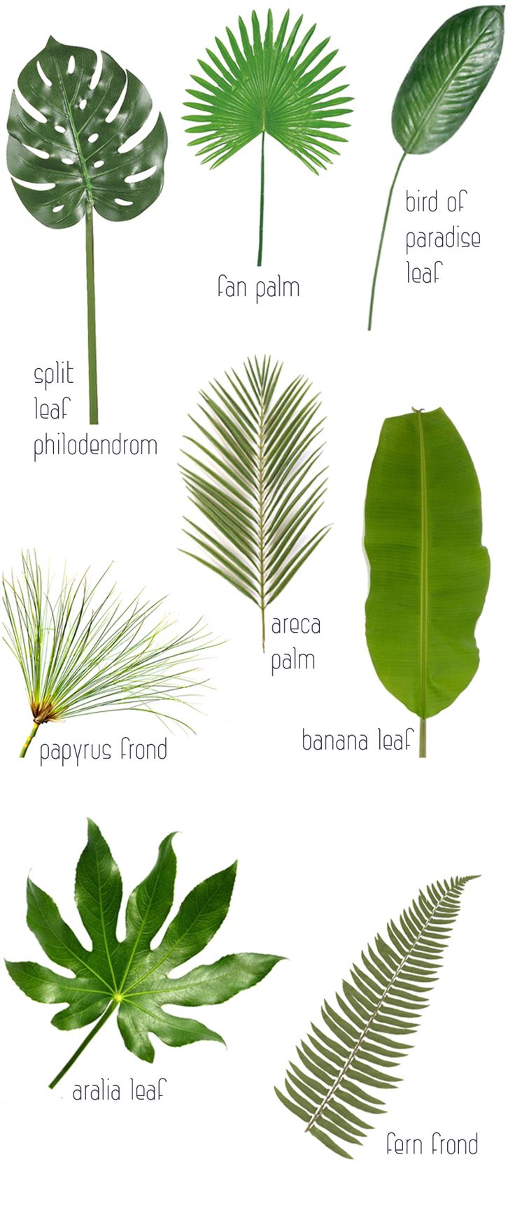 different types of leaves and their names