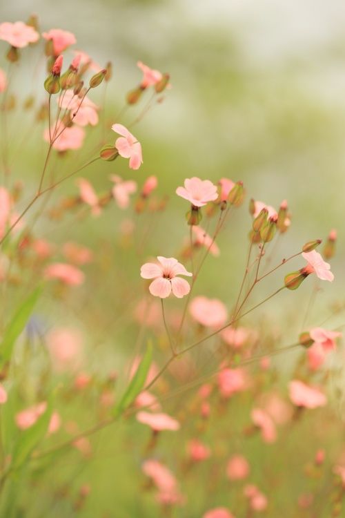 some pink flowers are in the grass and one is blurry with it's light