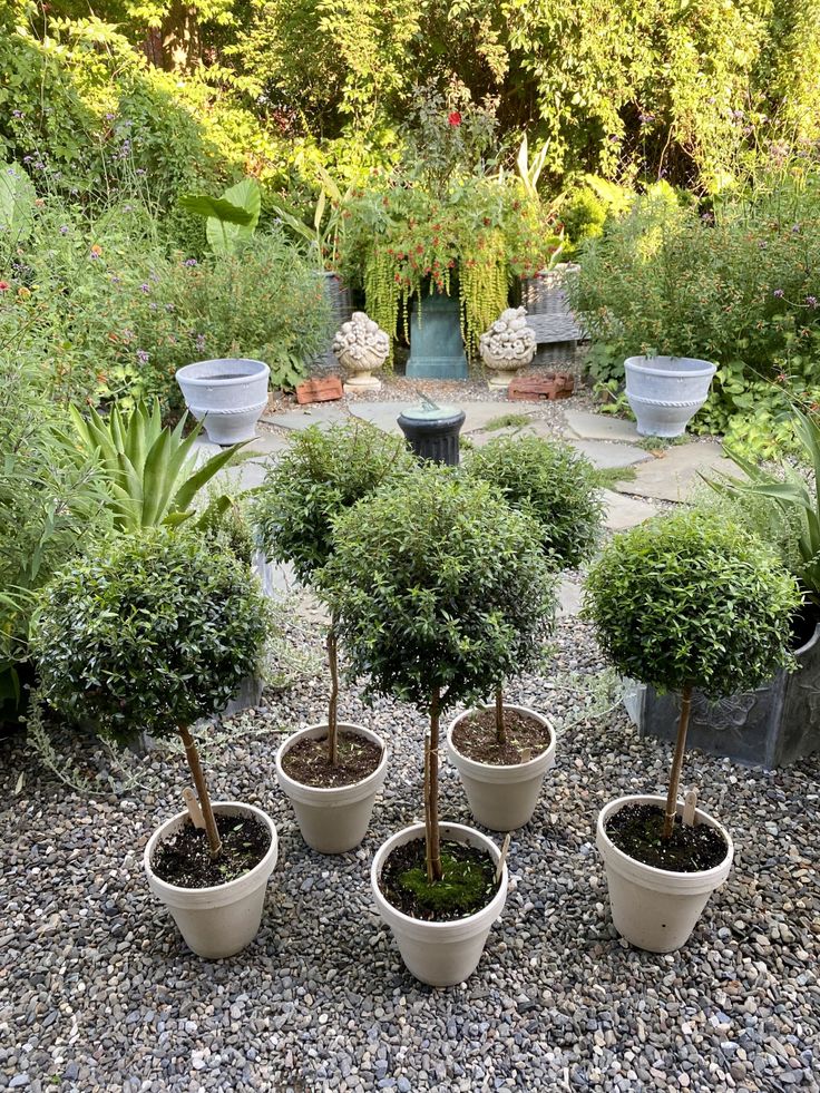 four potted trees in the middle of a graveled area surrounded by shrubbery