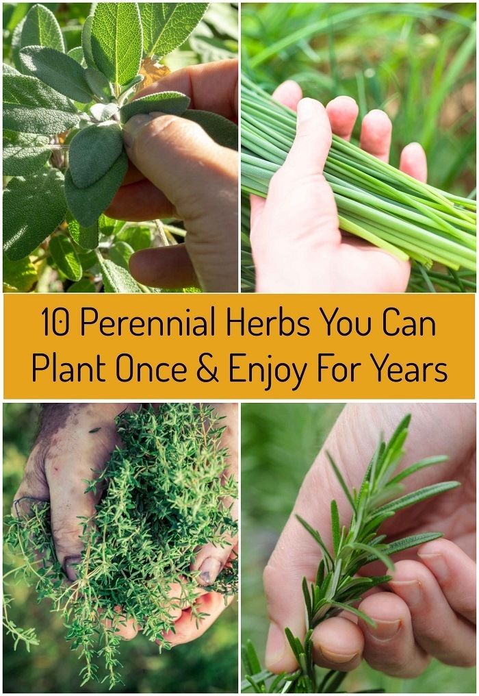 the top ten herbs you can plant once and enjoy for years