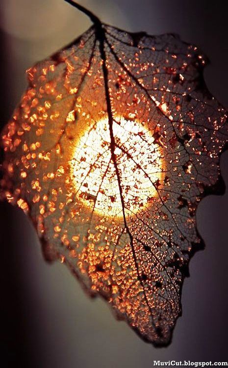 a leaf with water drops on it and the sun in the back ground behind it