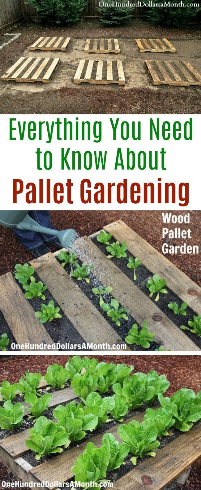 an outdoor garden with wooden pallets and plants growing in it, text overlaying everything you need to know about pallet gardening
