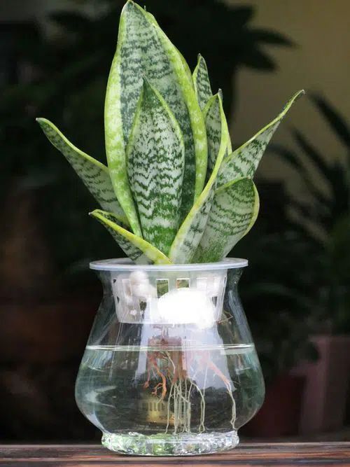 a potted plant sitting on top of a table next to a glass vase filled with water