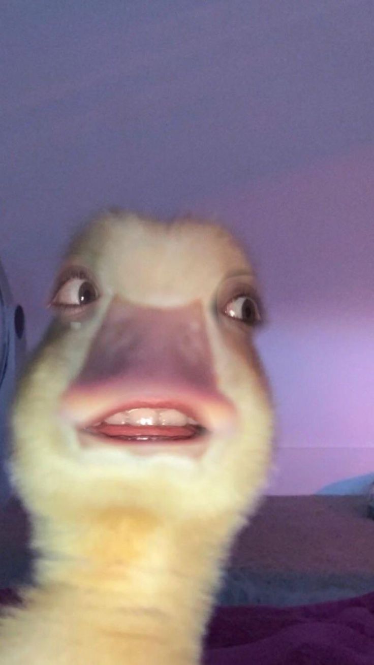 a close up of a duck with an alarm clock in the background and another bird looking at it