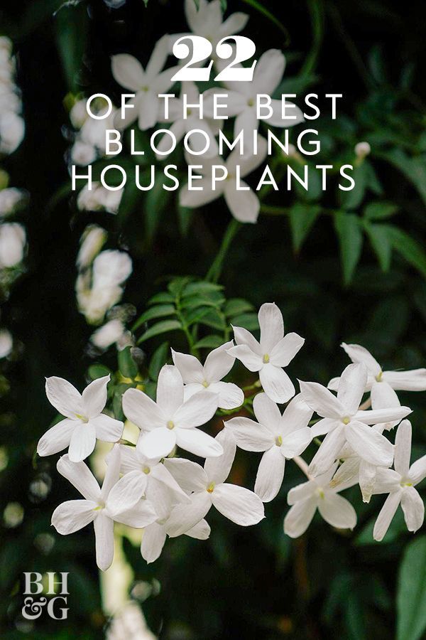 white flowers with text overlay that reads, 22 of the best blooming houseplants