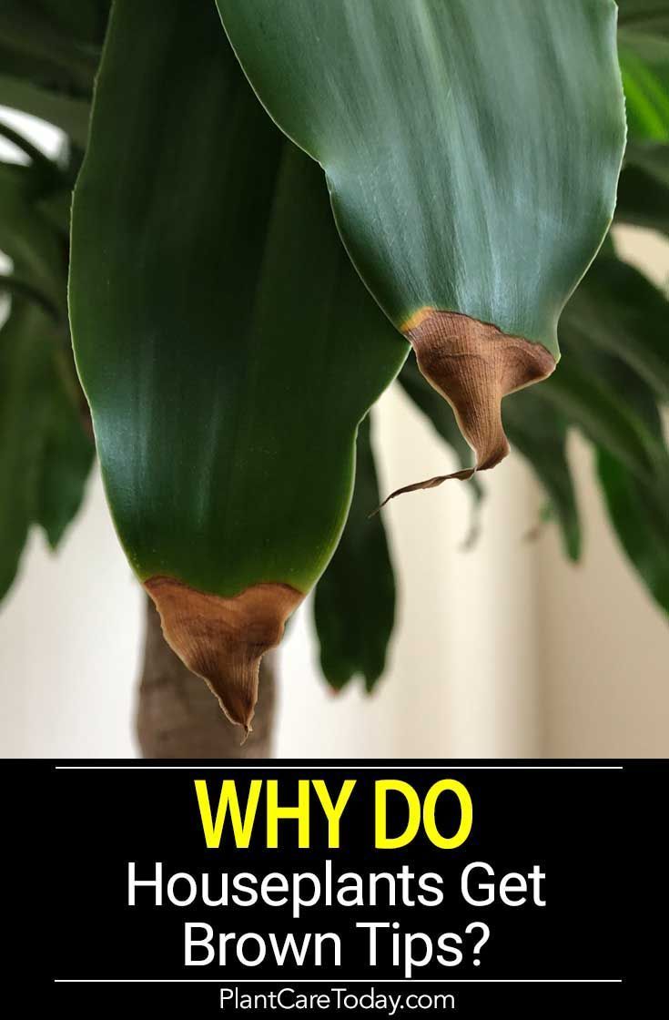 a houseplant plant with the words, why do houseplants get brown tips?