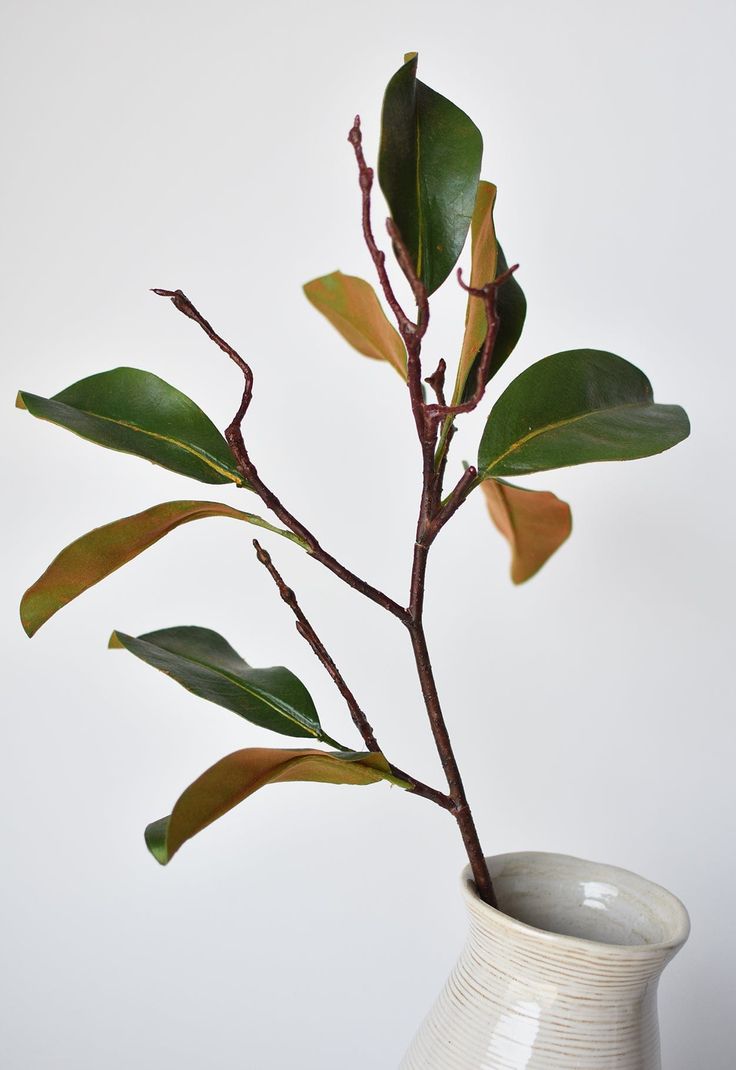 a plant in a white vase with green leaves on it's stem, against a white background