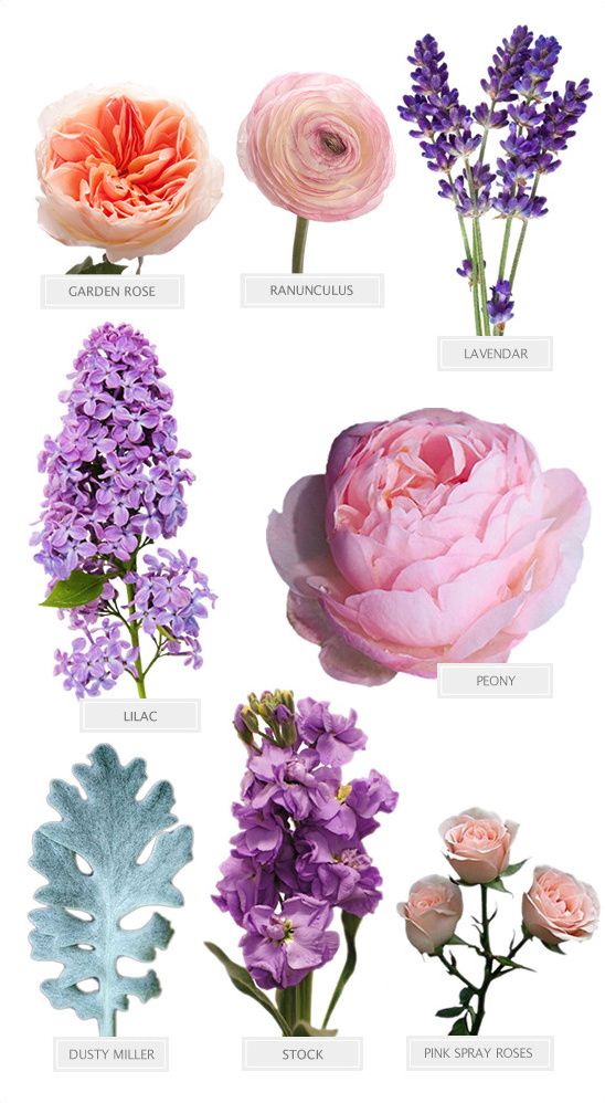 the different types of flowers are shown in this image, including pinks and purples