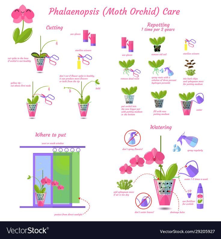 the phalanops moth orchid care poster with instructions and pictures stock photo ©ourphotom