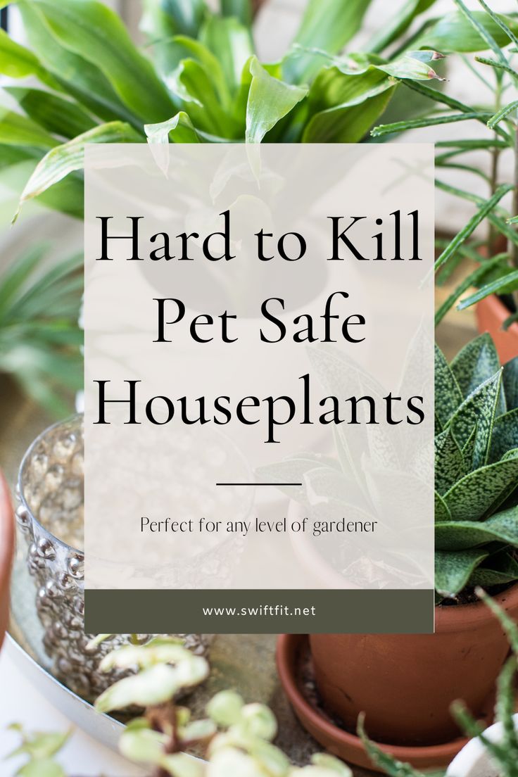 a potted plant with the words, hard to kill pet safe houseplants perfect for any level of gardener