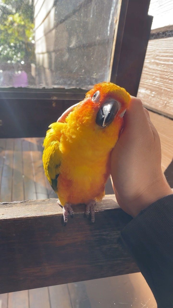 a small yellow and green bird perched on top of a wooden bench next to a person's hand