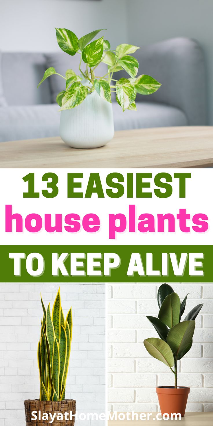 three different house plants on a table with text overlay that reads 13 easyest house plants to keep alive