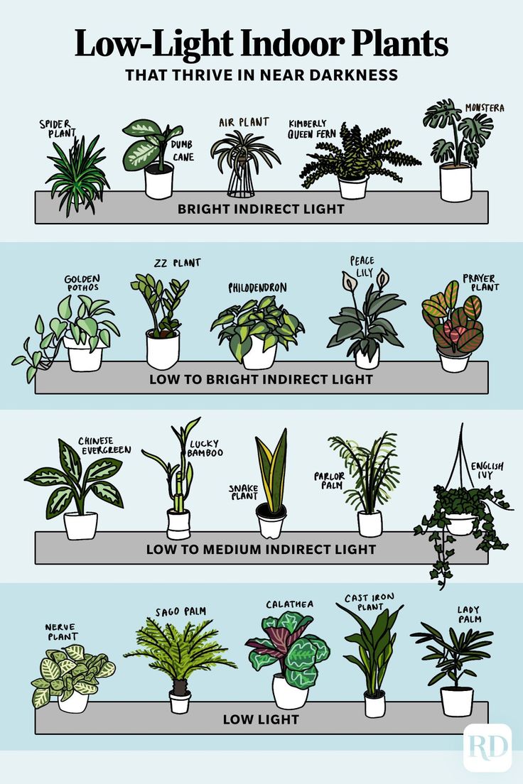 the different types of houseplants and how they are used to care for them