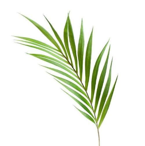 a palm leaf is shown against a white background