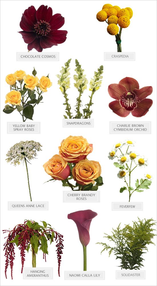 different types of flowers and their names